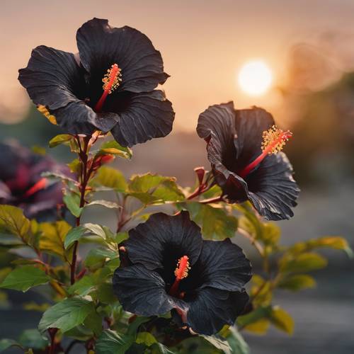 Una imagen desenfocada de vibrantes flores de hibisco negro contra una puesta de sol que se desvanece.