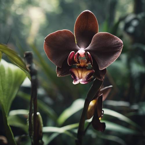 A chocolate-colored orchid growing in a secluded corner of a dense rainforest.