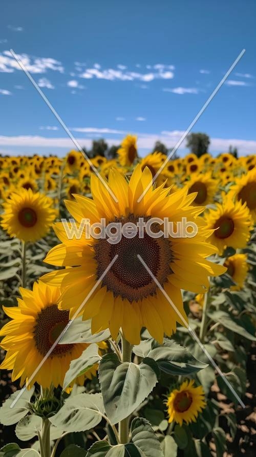 Sunny Sunflower Field Under Blue Sky טפט[02bee7fd6c52436d9090]