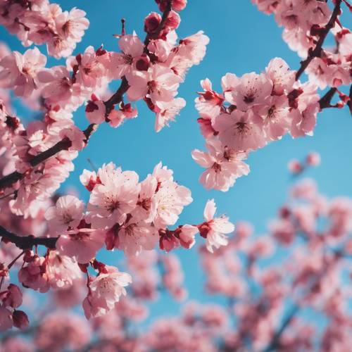 Une vue éclatante de fleurs de cerisier rose vif sur un ciel bleu clair.