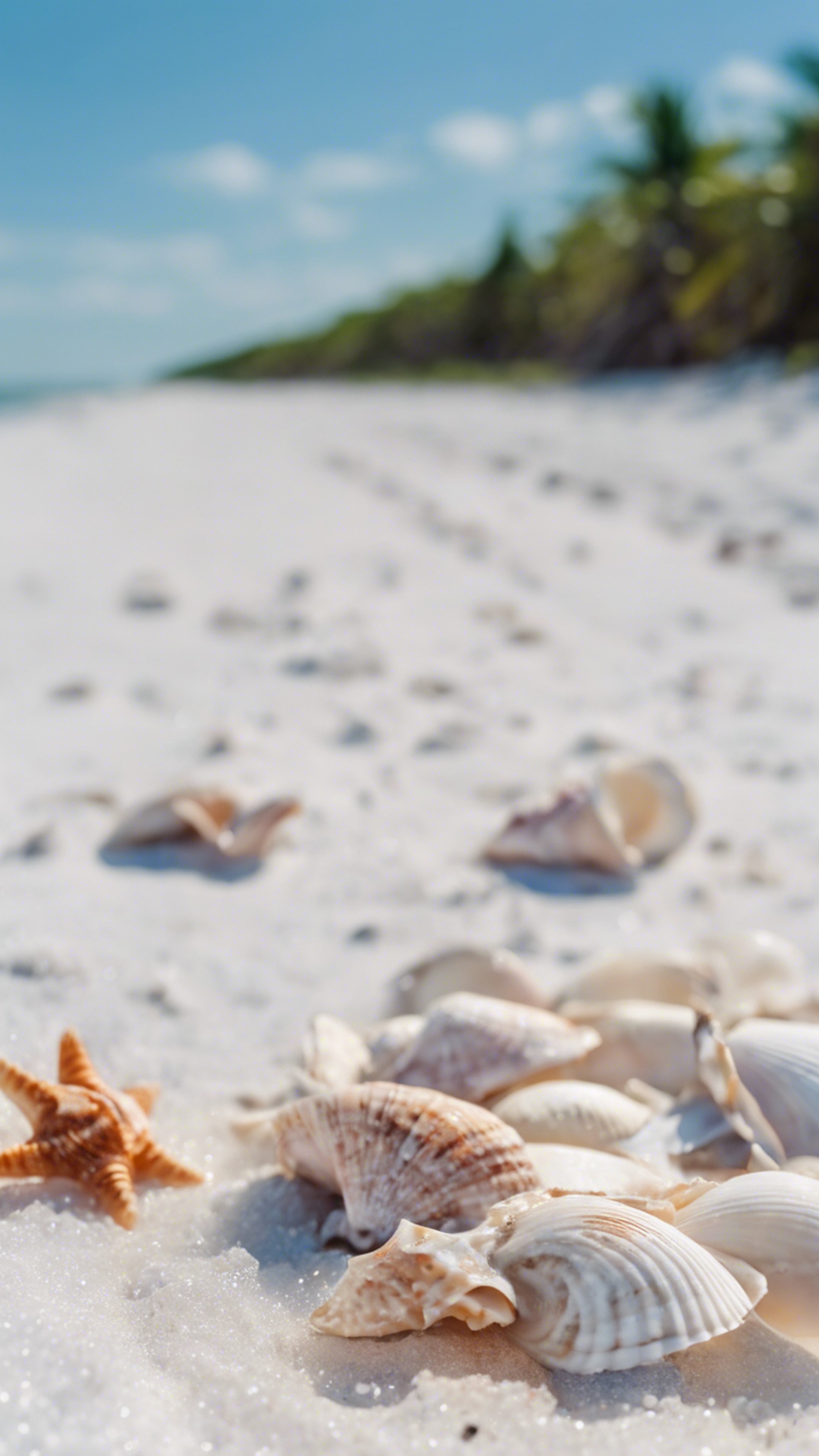 Seashells scattered along the pure white sandy beaches of Sanibel Island under clear, blue skies. Ფონი[1c53aef66a12437c830d]