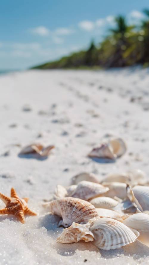 Conchiglie sparse lungo le spiagge di sabbia bianca e pura dell&#39;isola di Sanibel sotto un cielo limpido e azzurro.