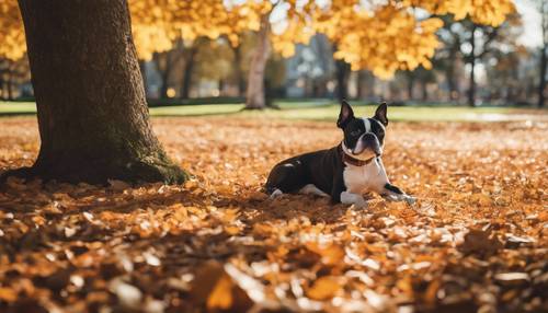 가을을 테마로 한 공원의 큰 나무 아래에서 쉬면서 화창한 오후를 즐기고 있는 보스턴 테리어.