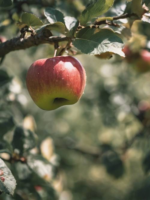 Eine Nahaufnahme eines reifen Apfels, der während der Apfelerntesaison im September gerade von einem Baum in einem Obstgarten gepflückt wurde.