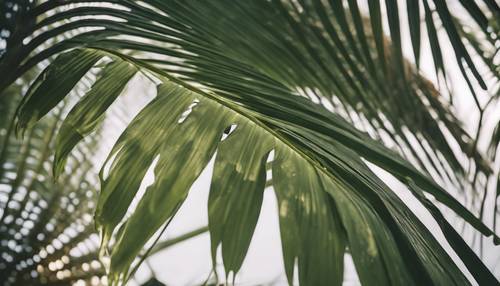 Młody zielony liść palmowy wyrastający z dojrzałej palmy.