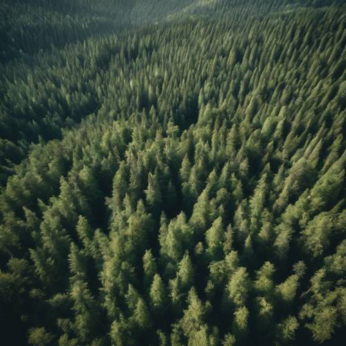 Nhìn từ cửa sổ máy bay - sự chắp vá của rừng thông xanh tươi