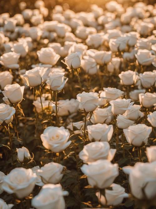 Um campo iluminado por inúmeras rosas brancas banhadas pela luz dourada do pôr do sol.