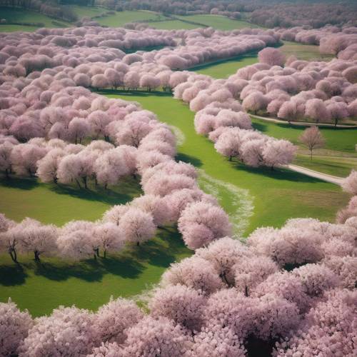 Uma espetacular vista aérea de um pomar primaveril em plena floração, uma colcha de retalhos de árvores com flores rosas e brancas.