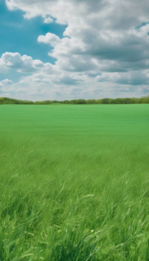 A green plain under the clear blue sky during springtime