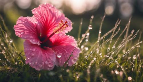 A top angle shot of a vibrant pink hibiscus resting on a bed of dewy grass in the early morning