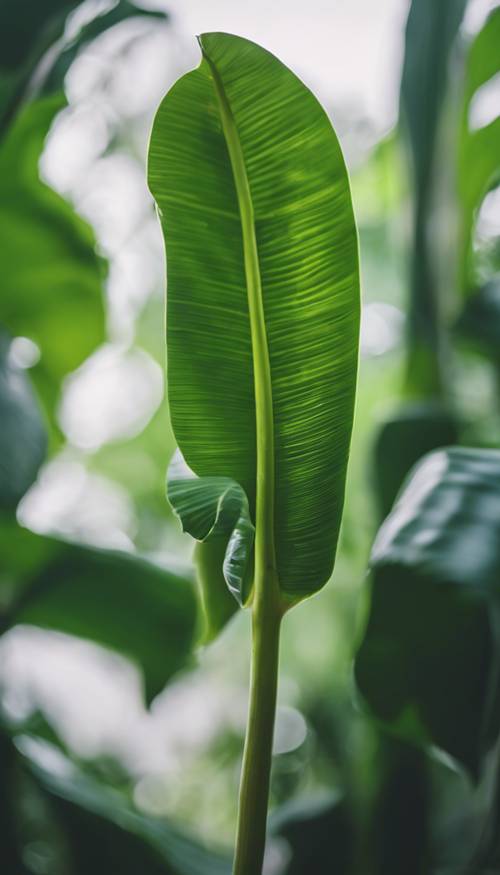 A small, bright green banana leaf just uncurling from a branch. Wallpaper [5ebce41e057c4ffbb588]