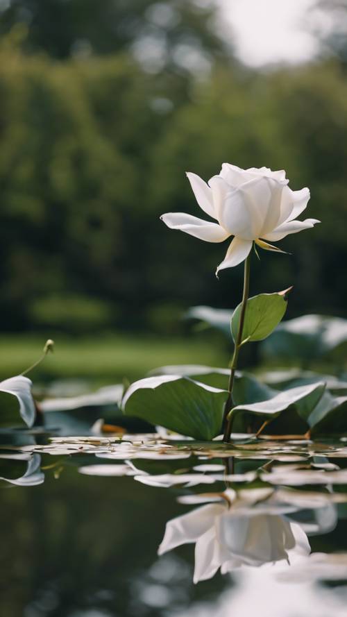 A white rose leaning over a tranquil lily pond, showing its reflection.