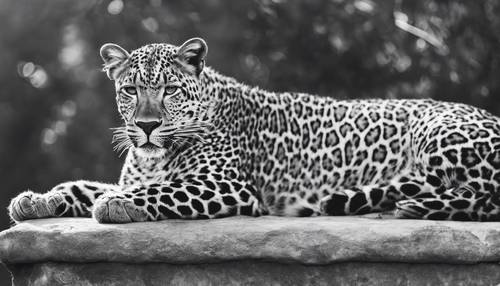 Um leopardo descansando preguiçosamente sob o calor do sol, retratado em uma elegante fotografia em preto e branco.