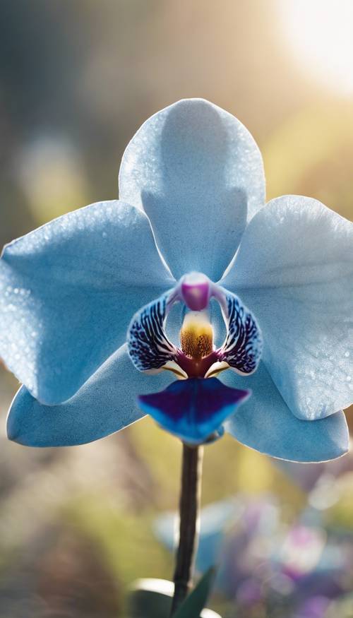 Pojedyncza niebieska orchidea na tle jasnego, porannego nieba.