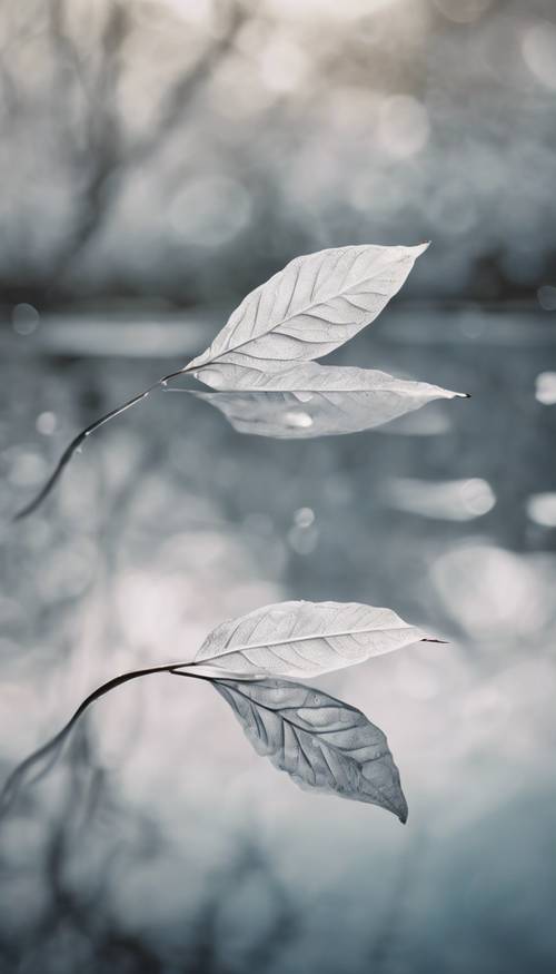 一片白色的葉子落在靜止的水面上，泛起溫柔的漣漪。