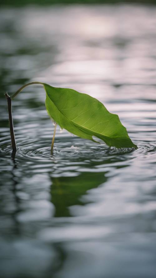 A single green leaf floating lazily on a serene pond framed by weeping willows.