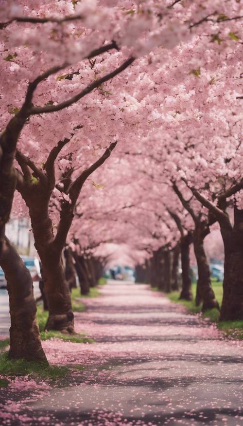 Uma rua ladeada por cerejeiras em plena floração.