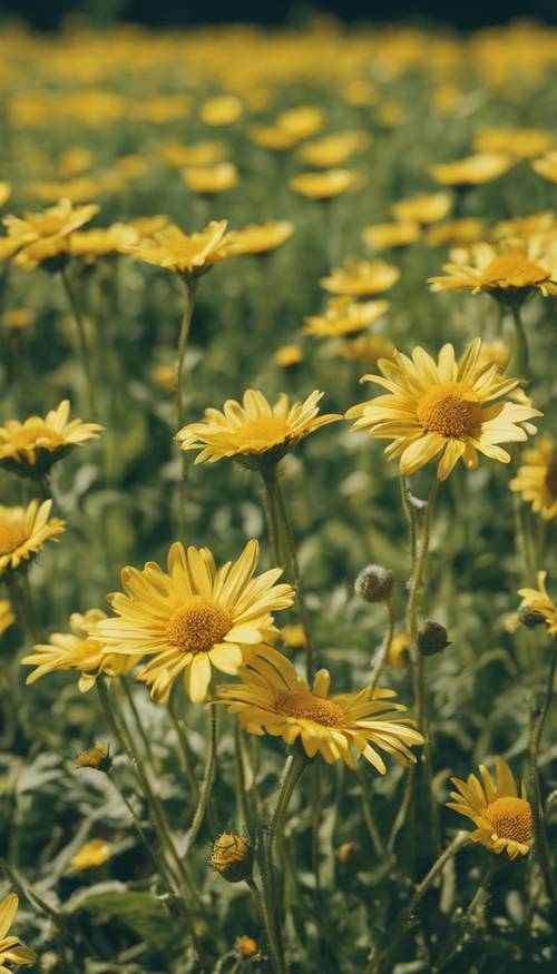 Sekelompok bunga aster kuning berjemur di bawah sinar matahari tengah hari di ladang hijau subur.
