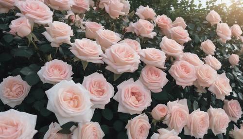Elegancko wypielęgnowany ogród różany z jasnoróżowymi do białych różami ombre rozciągającymi się po całej powierzchni.