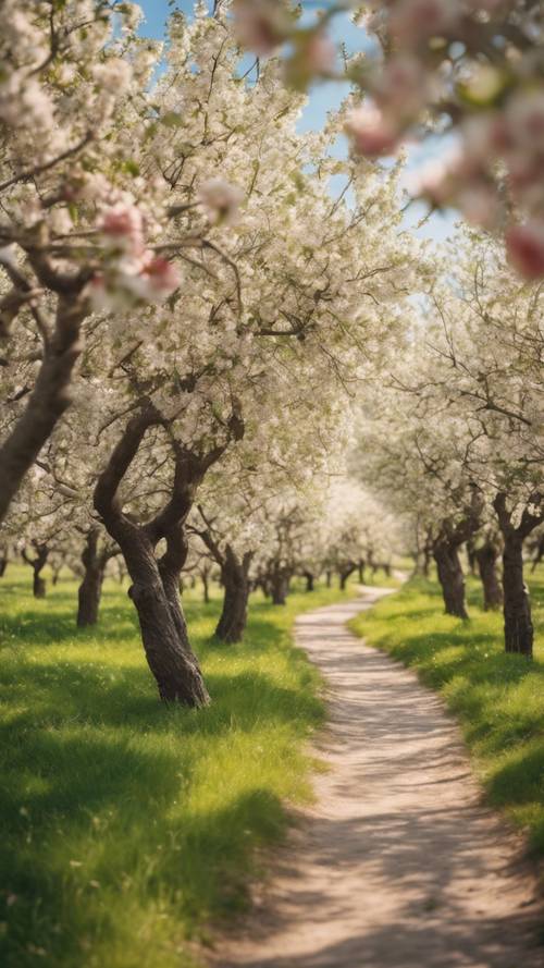 Ein gewundener Fußweg, der an einem sonnigen Frühlingstag durch einen Obstgarten mit blühenden Apfelbäumen führt.