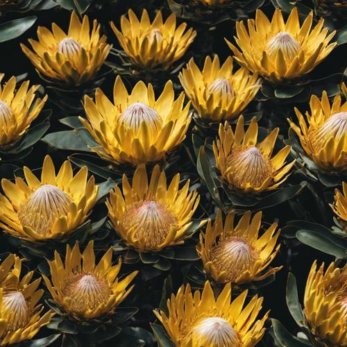 Loài hoa Proteas King màu vàng quý hiếm nở rộ trong vùng hoang dã Nam Phi.
