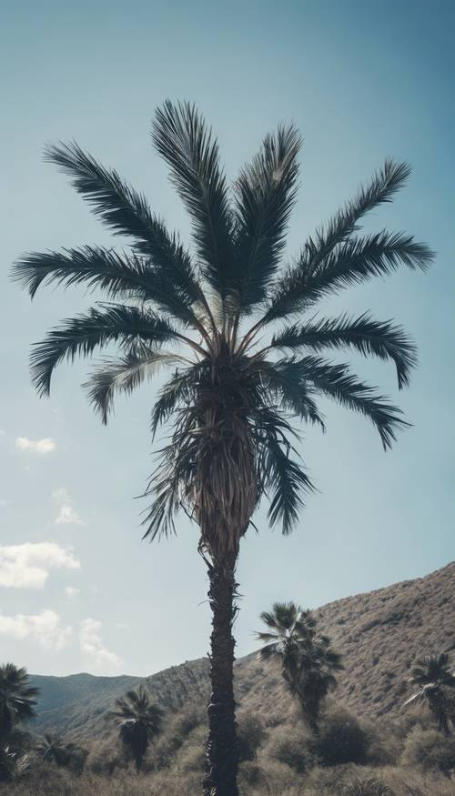 Una singola palma blu che prospera nella natura selvaggia sotto un cielo limpido.