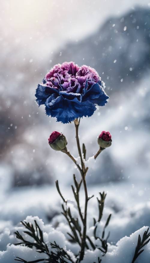 A navy blue carnation contrasted against a snowy landscape in the peak of winter.