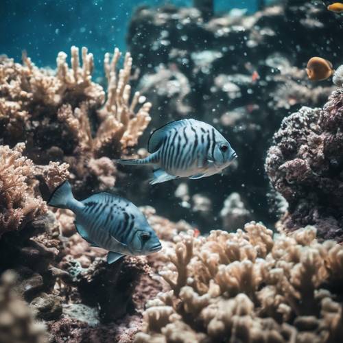Dois peixes pretos entrando em uma divertida perseguição na extensão do recife de coral.