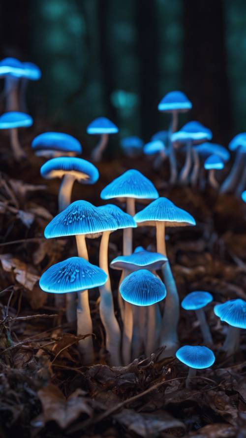 Eine Gruppe neonblauer Pilze, die in einer düsteren Waldlandschaft ätherisch leuchten.