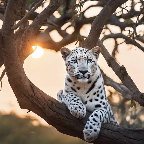 Güzel bir beyaz leopar, puslu bir gün batımının altında kalın bir ağaç dalının üzerinde tembelce uzanıyordu.