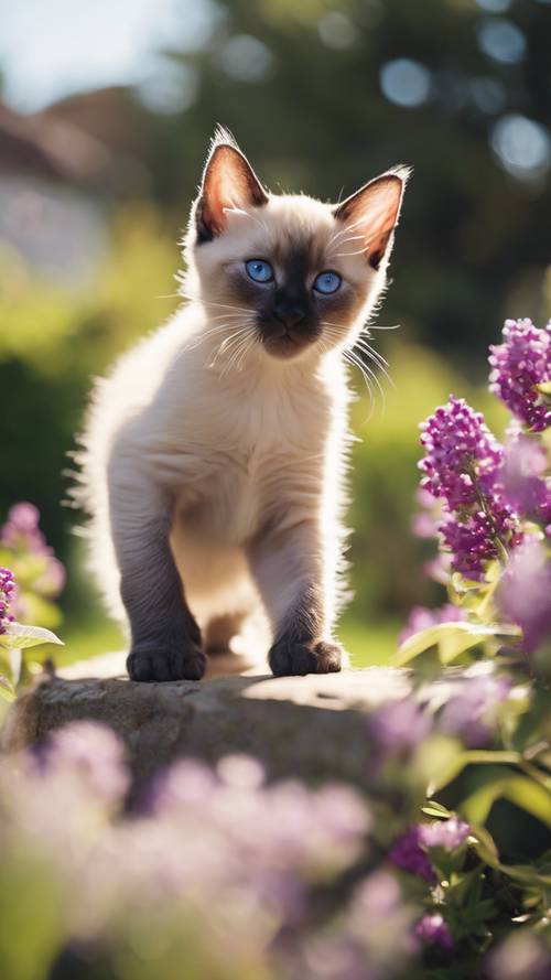 A playful Siamese kitten prancing around a butterfly bush, on a sunny afternoon in a backyard garden.