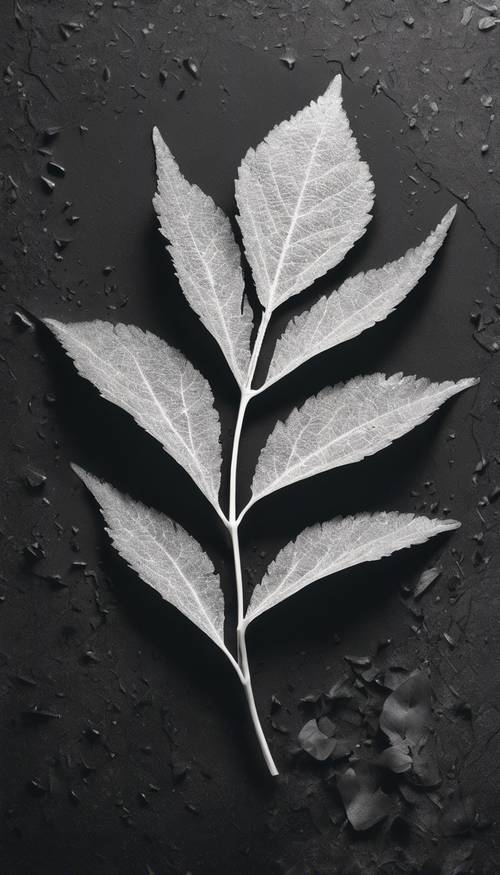Gładki, błyszczący biały liść spoczywający na teksturowanej czarnej powierzchni