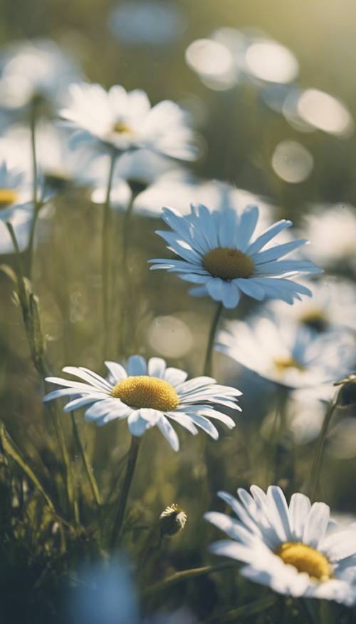 Bunga aster putih halus dengan kelopak berwarna biru di padang rumput yang cerah
