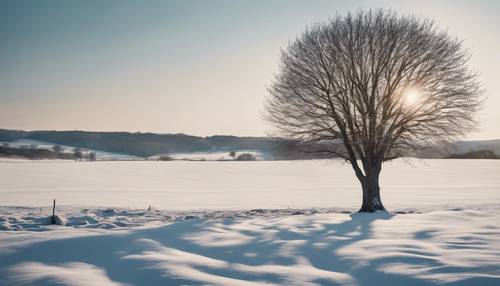 Un paysage minimaliste montrant un arbre solitaire dans un champ enneigé sous un ciel clair et lumineux.