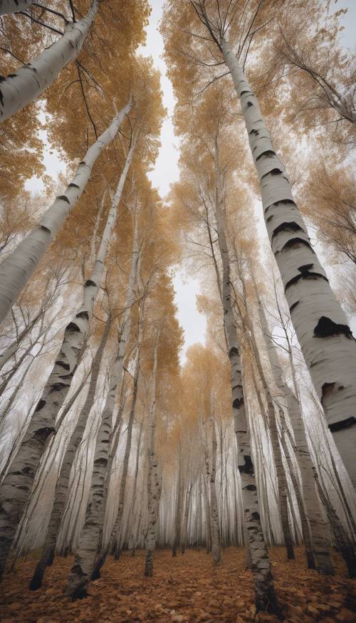 Hutan pohon birch abu-abu tinggi dengan kulit putihnya terkelupas, lantai ditutupi karpet daun coklat di bawah langit mendung.