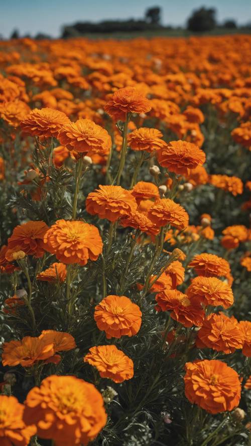 Um vasto campo de malmequeres laranja brilhantes em plena floração sob um céu claro e ensolarado.