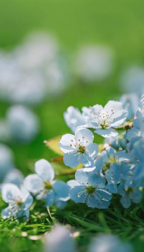 A single delicate blue cherry blossom softly resting on a bed of fresh green grass under the spring sun.