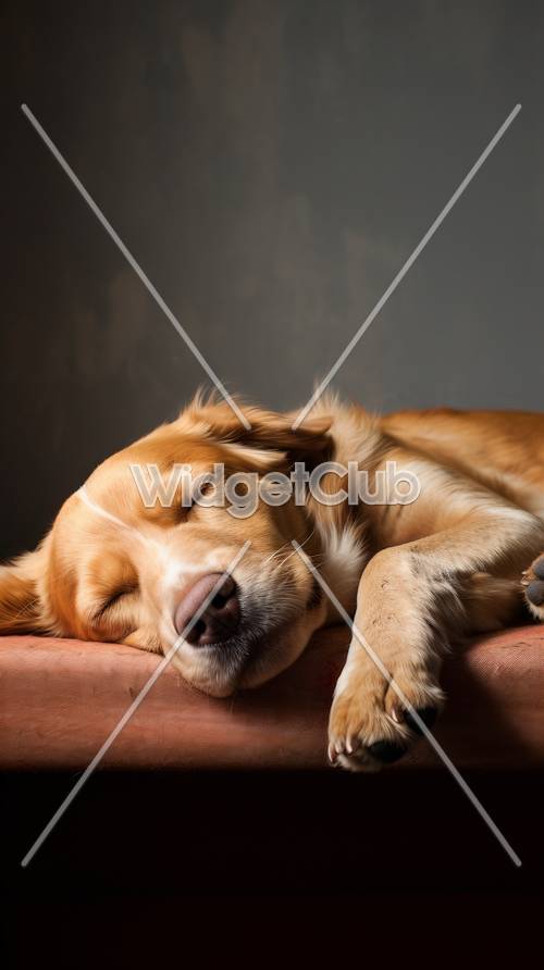 Chú chó vàng đang ngủ trong ánh sáng dịu nhẹ