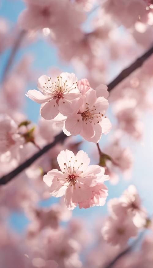 Flores de cerejeira Kawaii caindo do céu em um tom rosa suave.