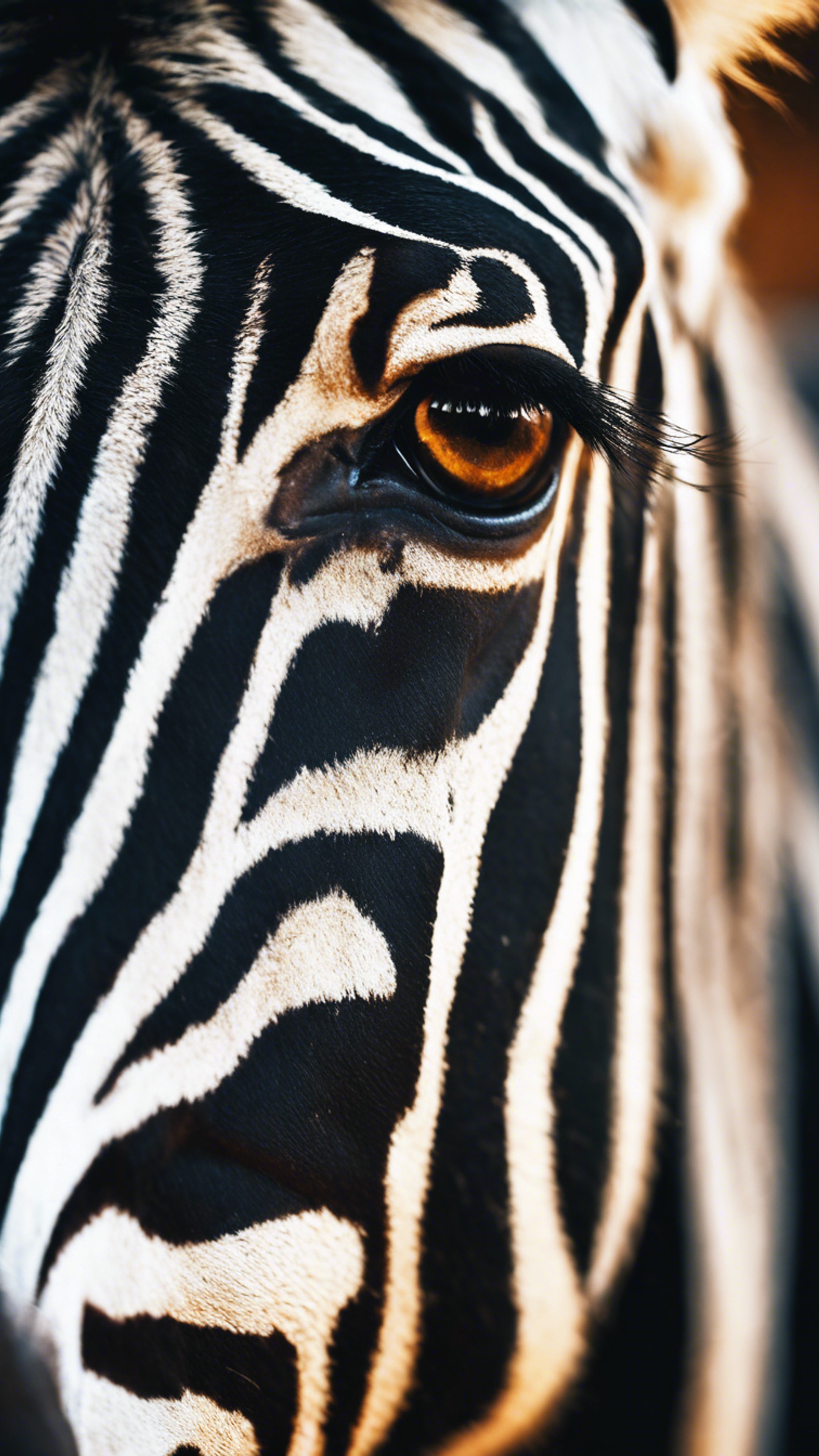 A close-up shot of a zebra's eye expressing strong emotions. 벽지[ea30c6a0b471421fa723]