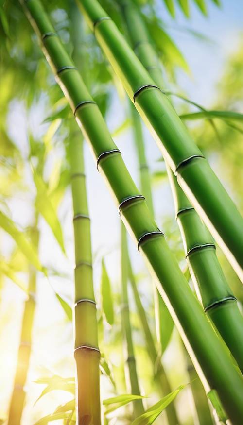 Tanaman bambu hijau cerah bersinar di bawah hangatnya sinar matahari.