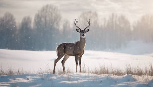 An abstract minimalist sketch of a lone deer against a snowy backdrop Tapeta [264b545412004a5a9737]