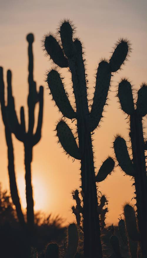 The silhouette of a tall cactus against a sunset.