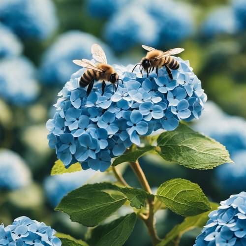 ผึ้งที่มีพลังกำลังผสมเกสรกลุ่มดอกไฮเดรนเยียสีน้ำเงินอันสง่างาม