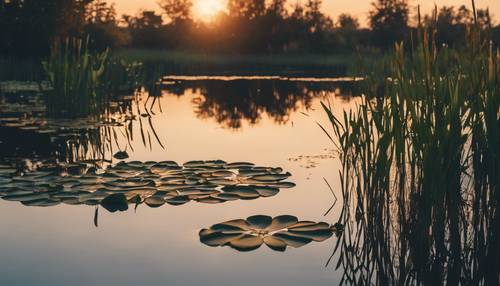 A tranquil lily pond at dusk, reflecting the setting sun and surrounded by reeds.