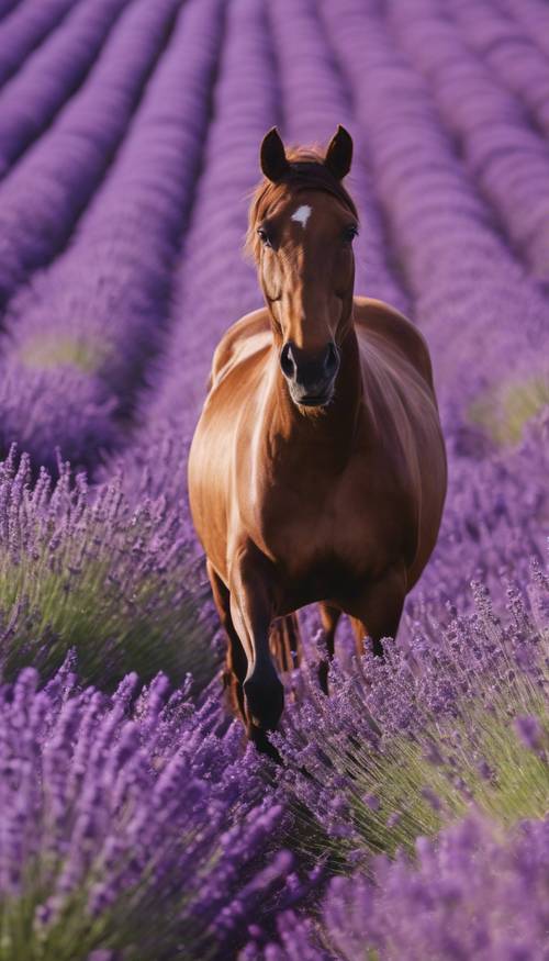 Seekor kuda coklat berlari melintasi lautan lavender ungu.