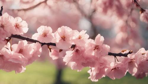 Delikatna, różowa, pognieciona bibułka umieszczona na gałązce kwitnącej wiśni.