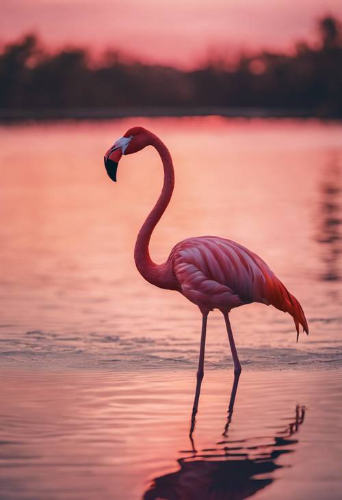 A vividly colored flamingo elegantly standing beside a calm lake during sunset.