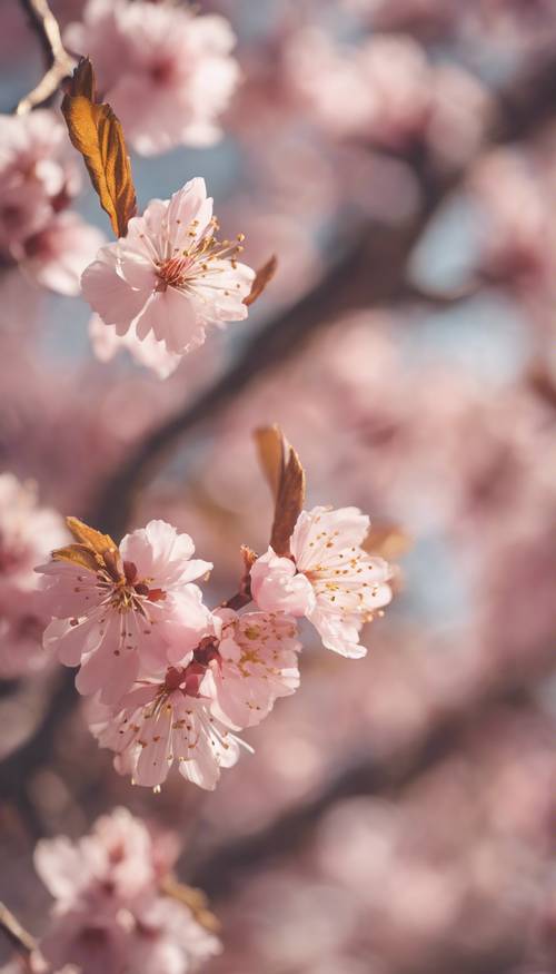 Caprichosas flores de cerezo rosadas con ramas doradas en primavera.