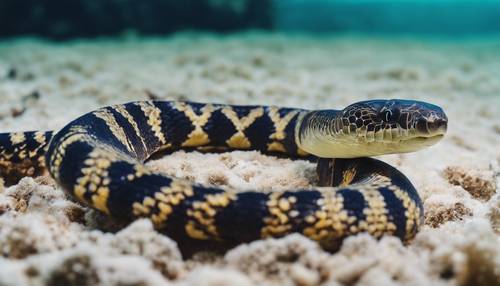 Una vieja serpiente marina nadando maravillosamente en el profundo mar azul.